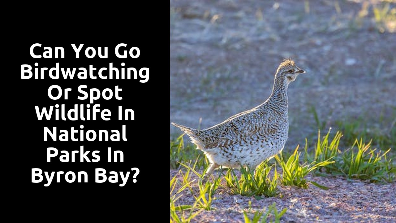 Can you go birdwatching or spot wildlife in national parks in Byron Bay?