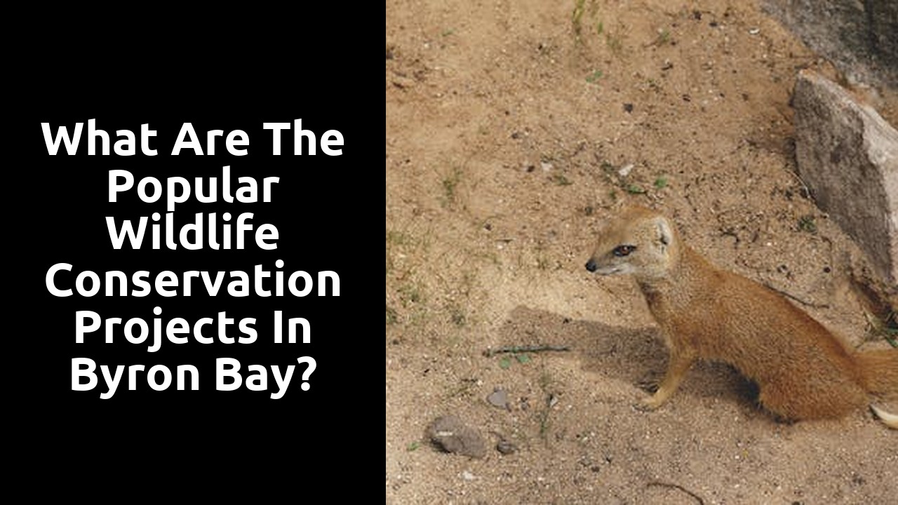 What are the popular wildlife conservation projects in Byron Bay?